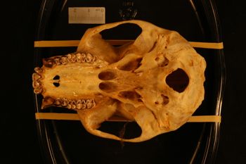 Media type: image;   Mammalogy 26479